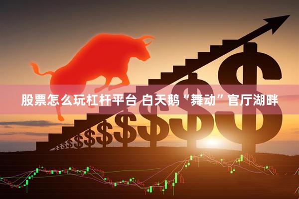 股票怎么玩杠杆平台 白天鹅“舞动”官厅湖畔