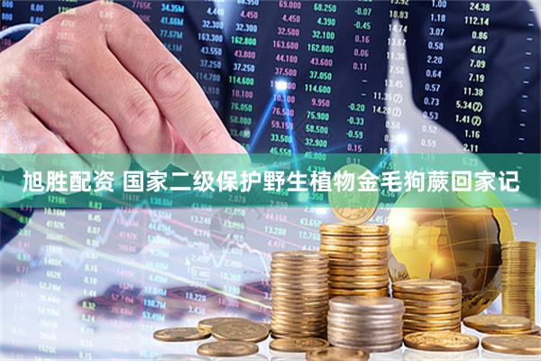 旭胜配资 国家二级保护野生植物金毛狗蕨回家记